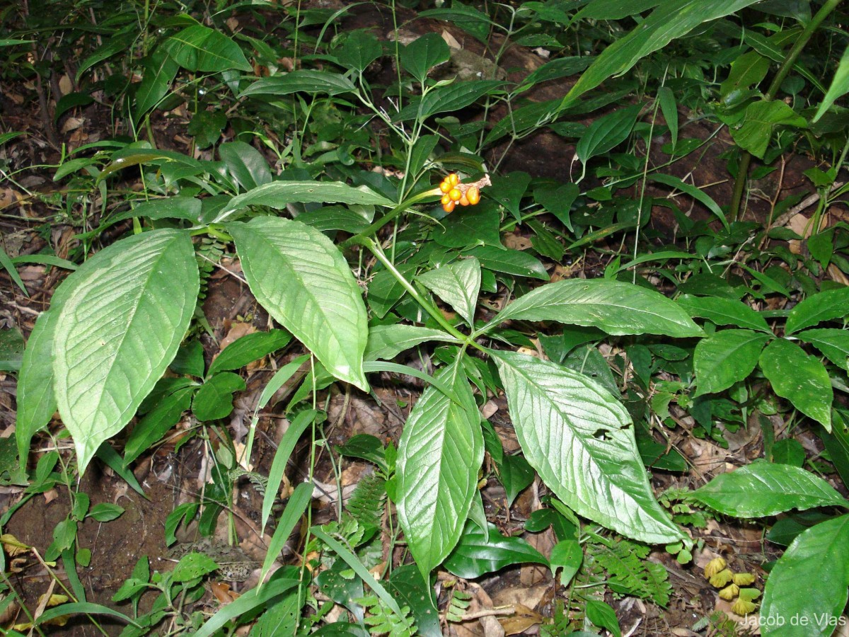 Arisaema tortuosum (Wall.) Schott